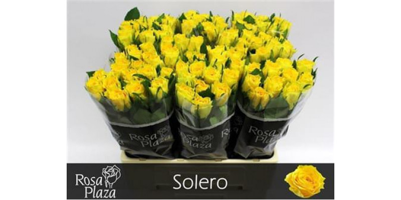 Rose Gr Solero 60cm A1 Col-Yellow