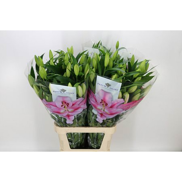 Lillys Or Frontera 105cm A1