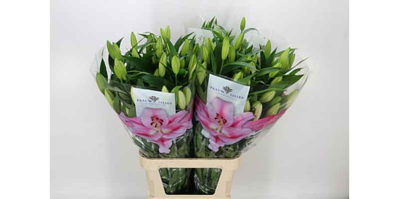 Lillys Or Frontera 105cm A1