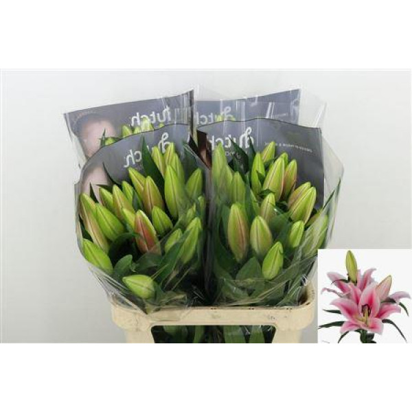 Lillys Or Frontera 2 Plus 80cm A1