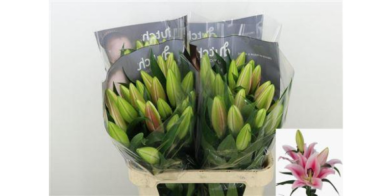 Lillys Or Frontera 2 Plus 80cm A1