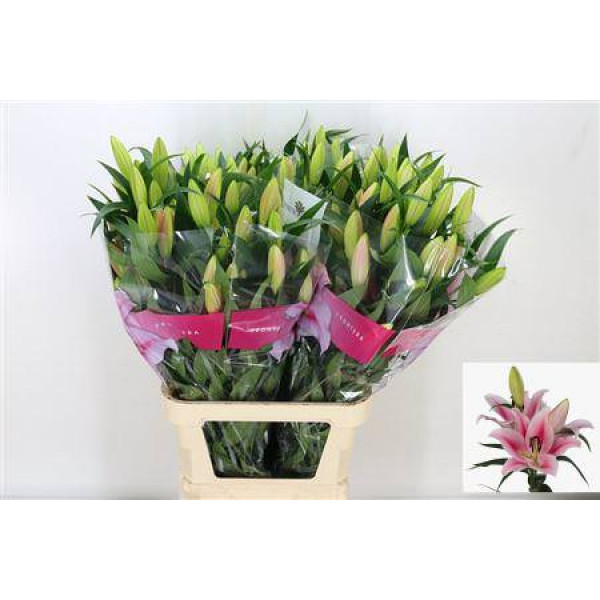 Lillys Or Frontera 100cm A1