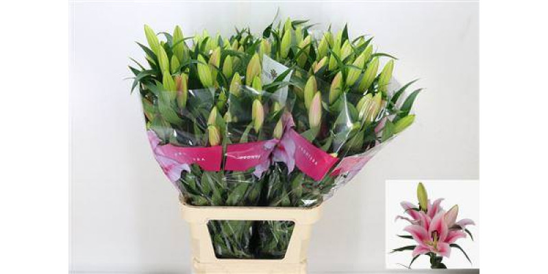 Lillys Or Frontera 100cm A1