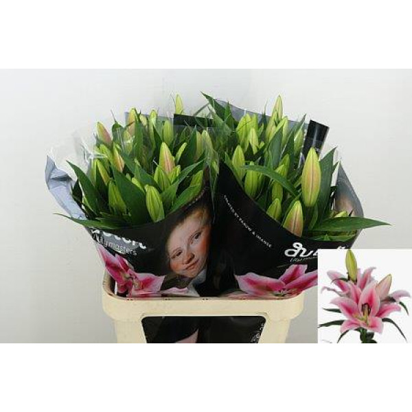 Lillys Or Frontera 85cm A1