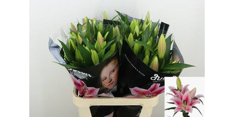 Lillys Or Frontera 85cm A1