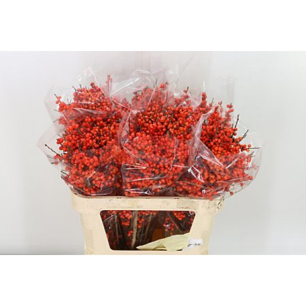 Ilex Ve Orange Glow 70cm A1