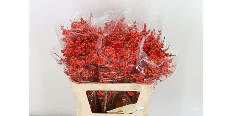 Ilex Ve Orange Glow 70cm A1