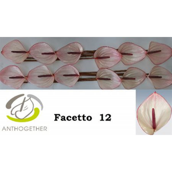 Anthurium A Facetto 12  A1