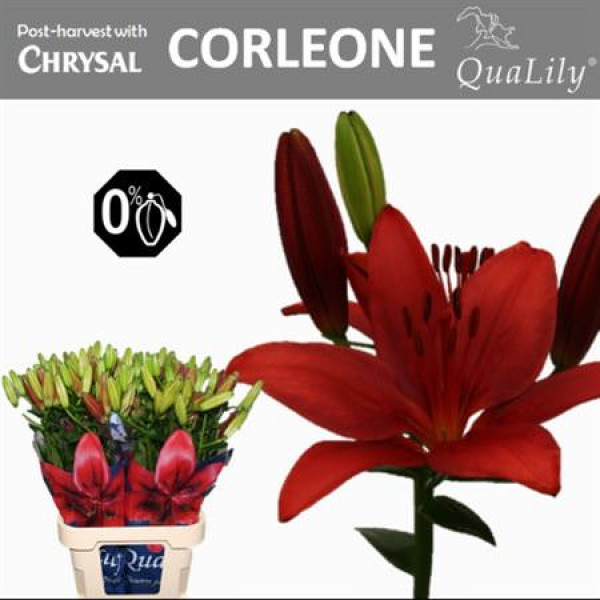 Lillys La Corleone 3+ 90cm A1 Col-Red