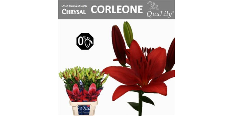 Lillys La Corleone 3+ 90cm A1 Col-Red