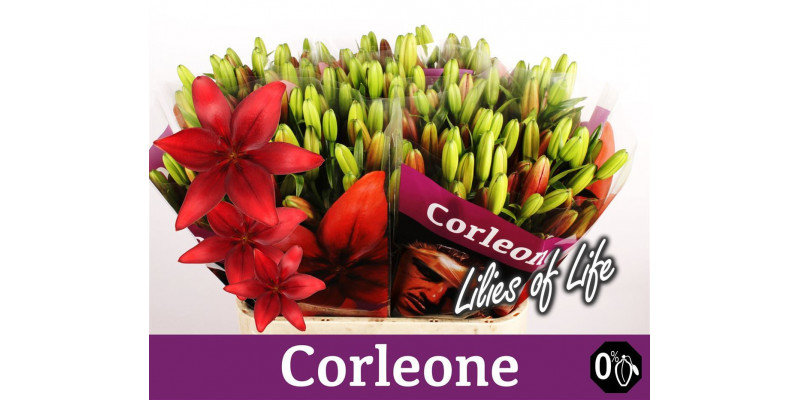 Lillys La Corleone 4+ 90cm A1 Col-Red