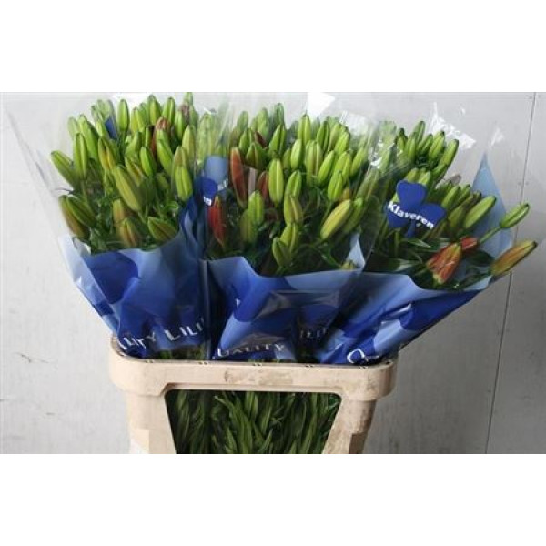 Lillys La Corleone 80 cm A1