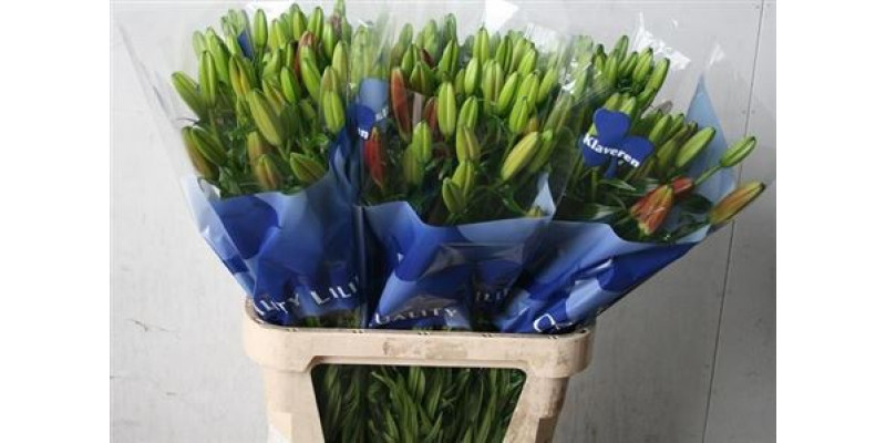 Lillys La Corleone 80 cm A1
