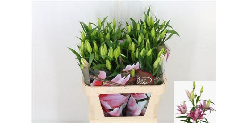 Lillys Or Du Rl Thalita 85cm A1