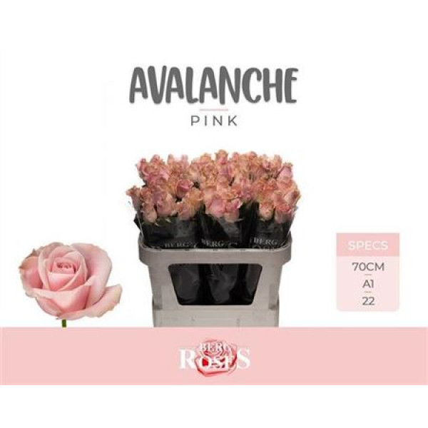 Rose Gr Pink Avalanche+ 70cm A1 Col-Pink