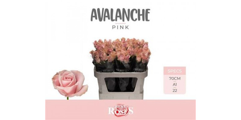 Rose Gr Pink Avalanche+ 70cm A1 Col-Pink