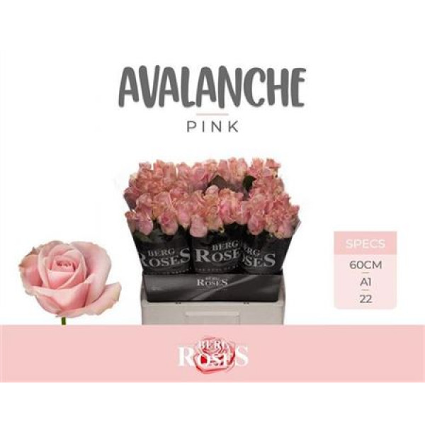 Rose Gr Pink Avalanche+ 60cm A1 Col-Pink