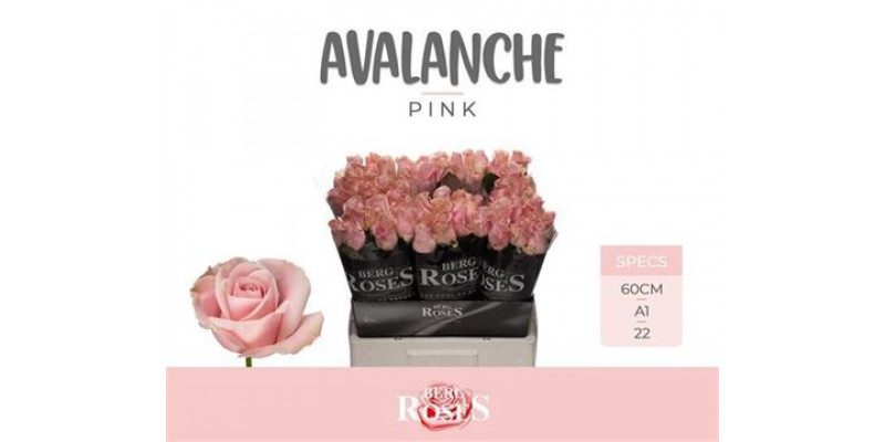 Rose Gr Pink Avalanche+ 60cm A1 Col-Pink