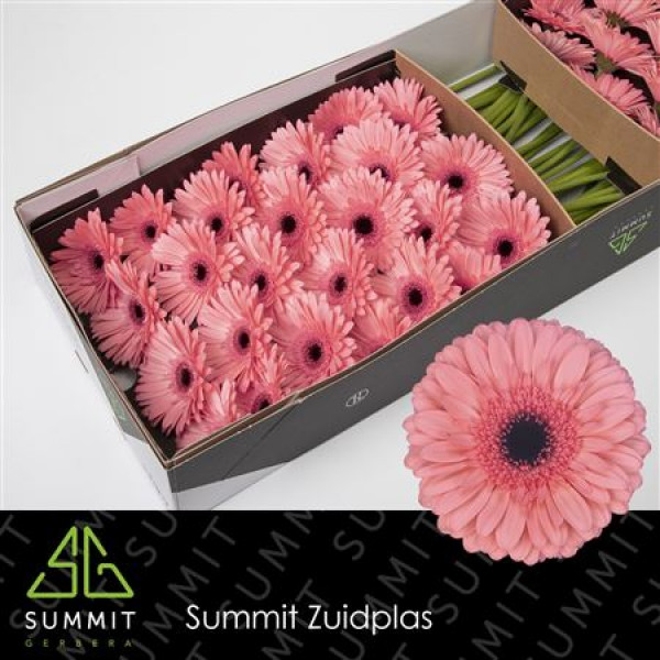 Gerbera Scala Doos 45cm A1