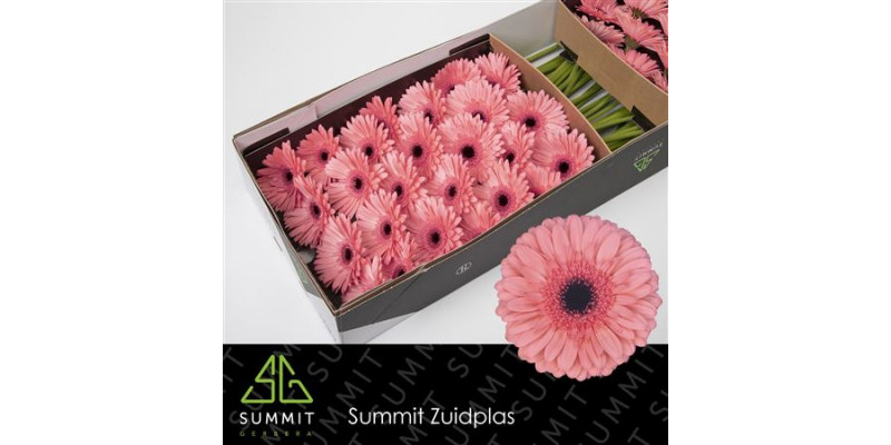 Gerbera Scala Doos 45cm A1