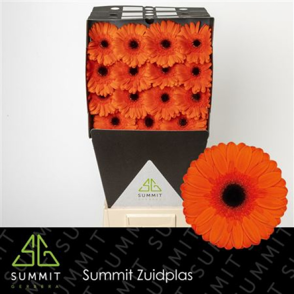 Gerbera Prestige Diamond 50cm A1