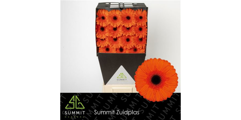 Gerbera Prestige Diamond 50cm A1