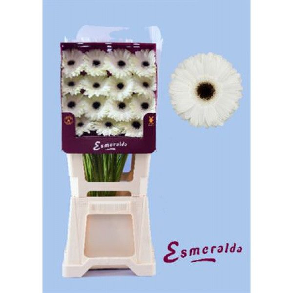 Gerbera White House 45cm A1