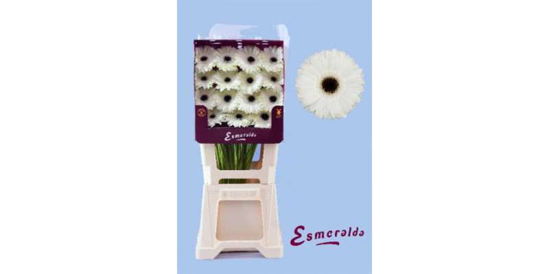 Gerbera White House 45cm A1