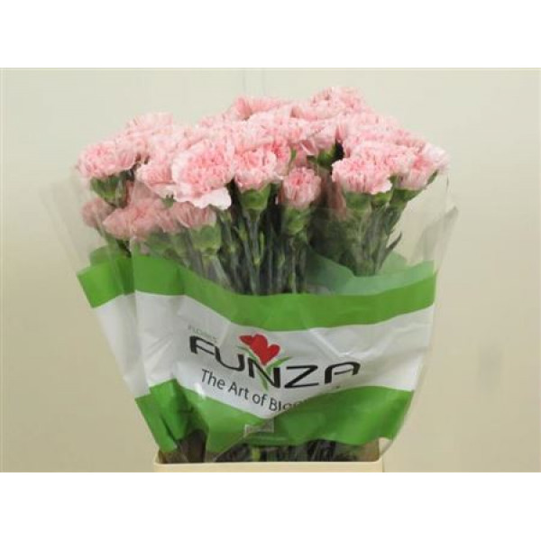 Dianthus St Nahema 70cm A1 Col-Pink