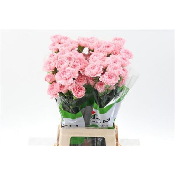 Dianthus St Pink Nahema 70cm A1