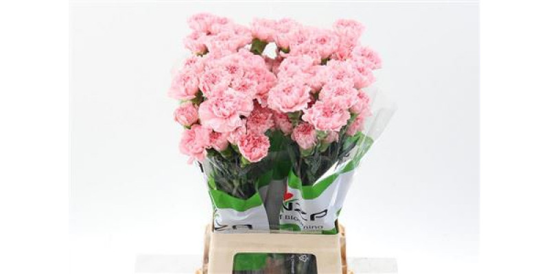 Dianthus St Pink Nahema 70cm A1