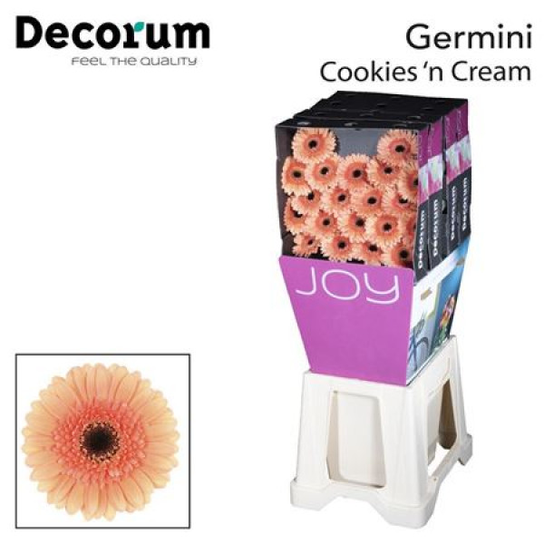 Germini Cookie N Cream Diamond 47cm A1