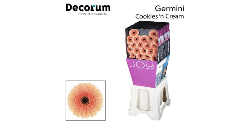 Germini Cookie N Cream Diamond 47cm A1