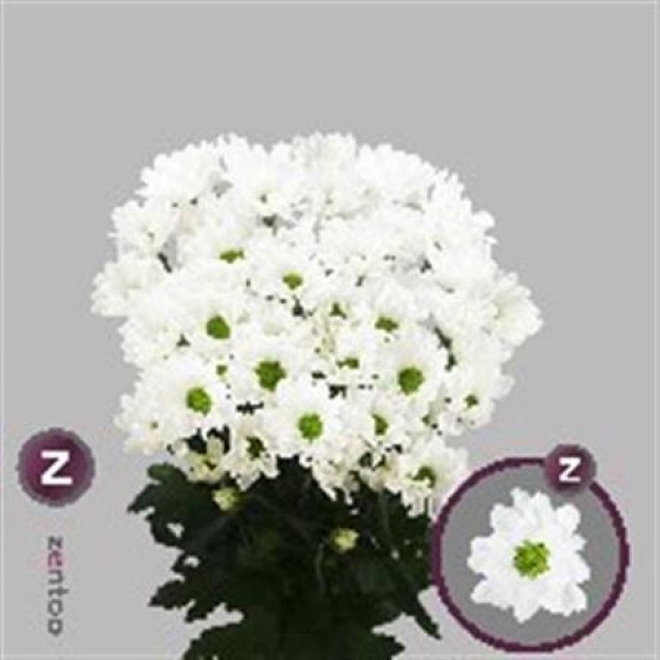 Chrysanthemums T Chic 70cm A1 Col-White