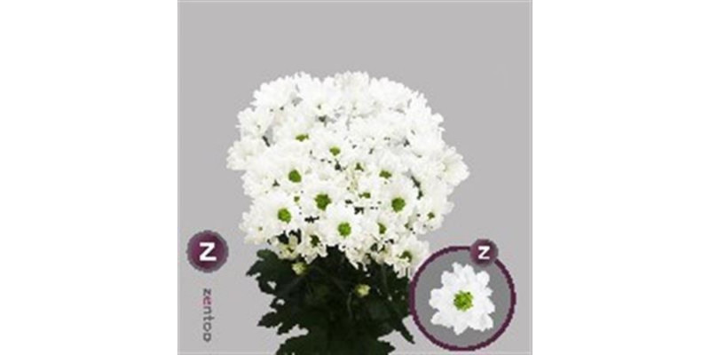 Chrysanthemums T Chic 70cm A1 Col-White