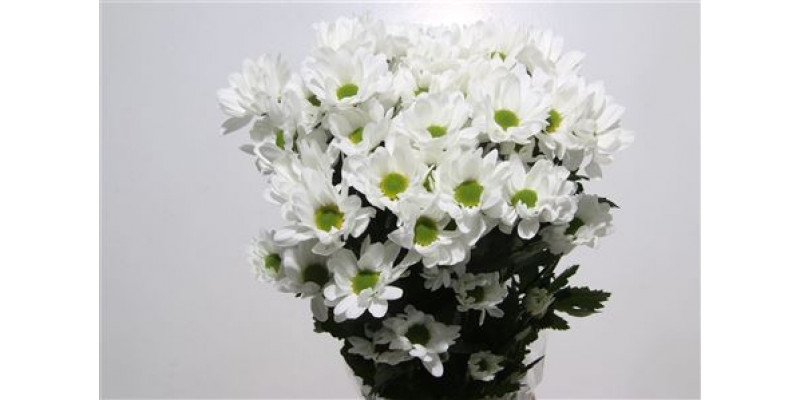 Chrysanthemums T Chic 70cm A1 Col-White