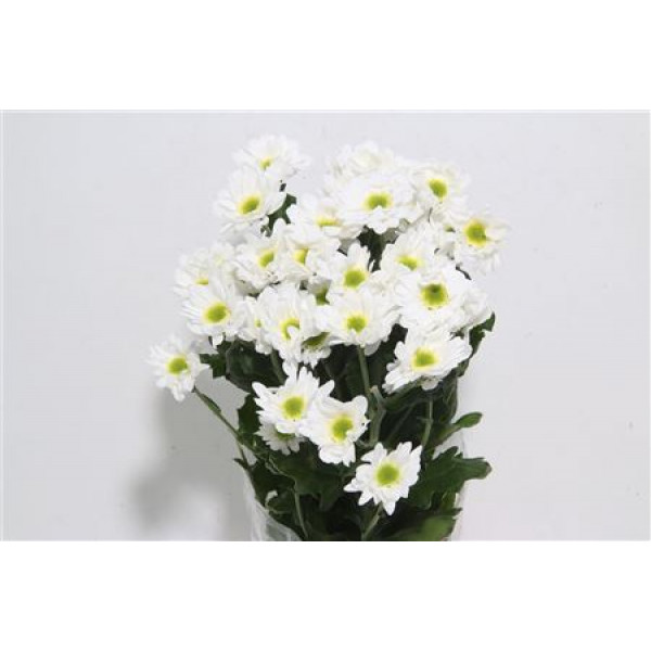 Chrysanthemums T Chic 70cm A1 Col-White