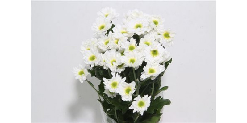 Chrysanthemums T Chic 70cm A1 Col-White