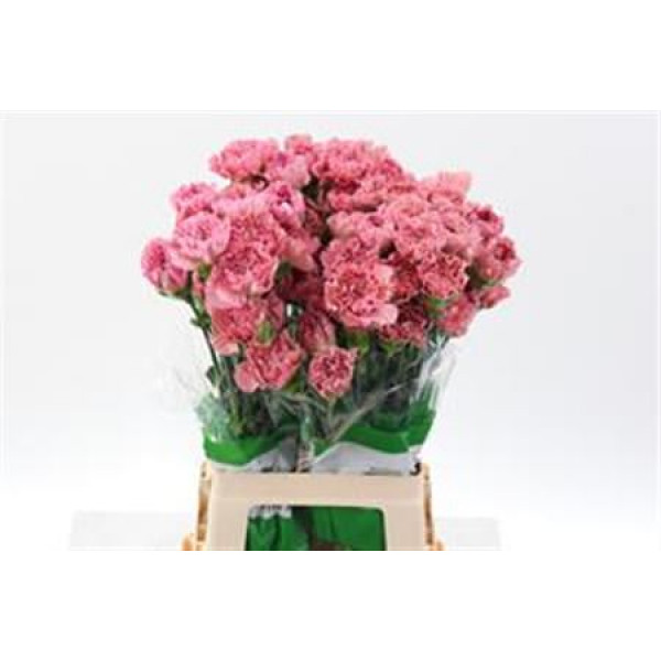 Dianthus St Pink Lege 70cm  Col-Old Pink