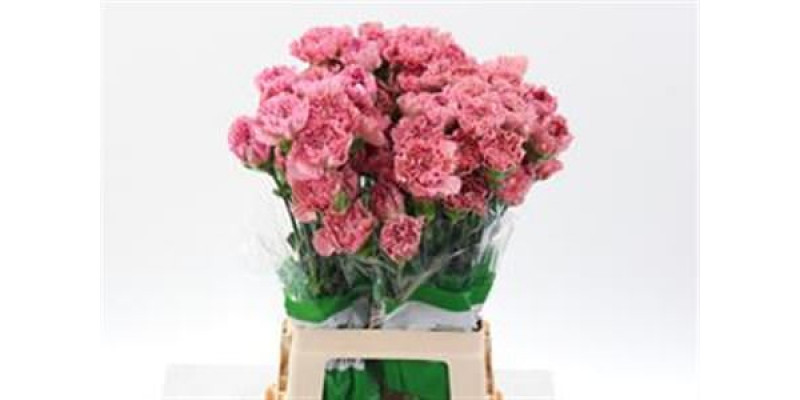 Dianthus St Pink Lege 70cm  Col-Old Pink