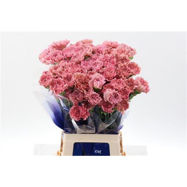 Dianthus St Lege Pink Hi 70cm A1