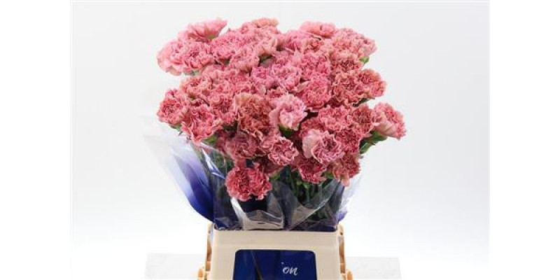 Dianthus St Lege Pink Hi 70cm A1