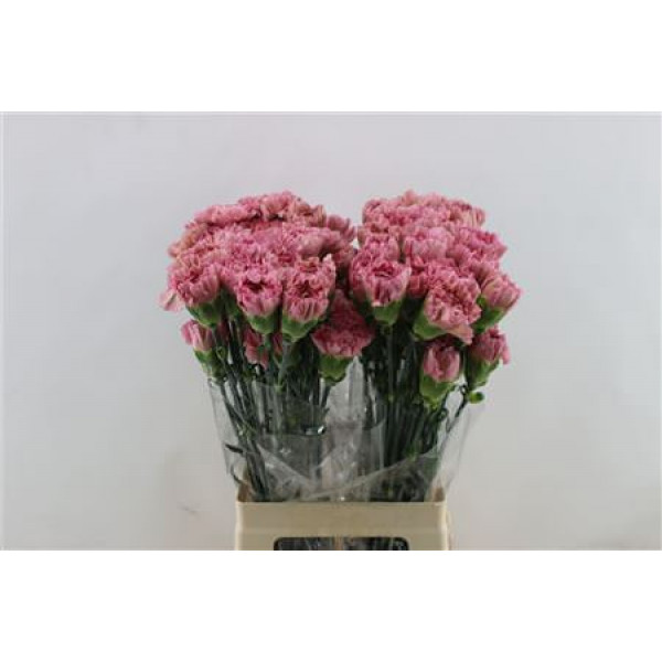 Dianthus St Lege Pink 65cm A1