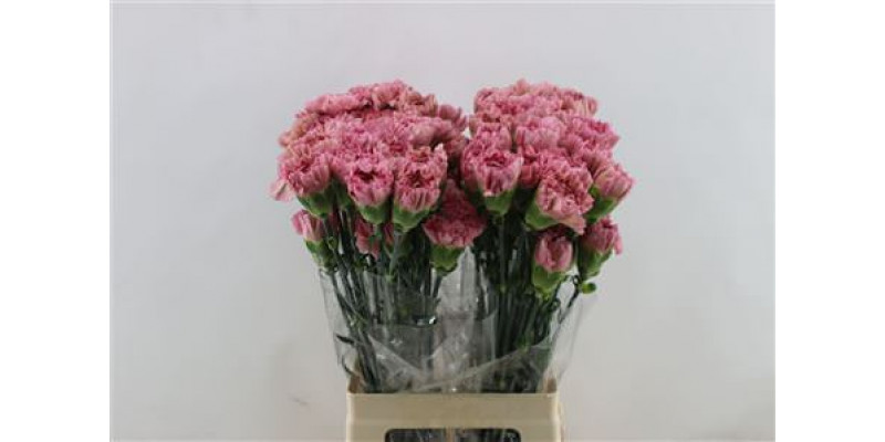 Dianthus St Lege Pink 65cm A1