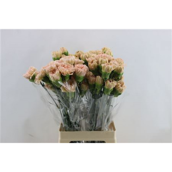 Dianthus St Lege Marrone 65cm A1