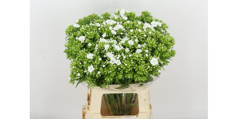 Phlox P Whitecap 60cm A1 Col-White