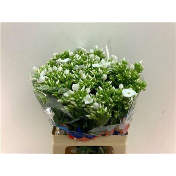 Phlox P Whitecap 60cm A1