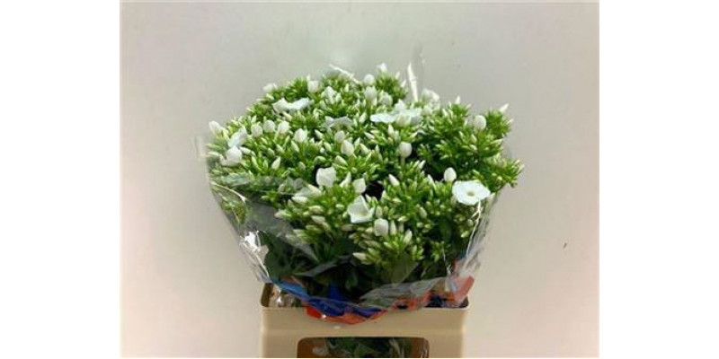 Phlox P Whitecap 60cm A1