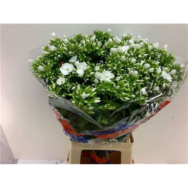 Phlox P Whitecap 70cm A1