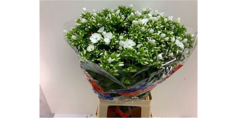 Phlox P Whitecap 70cm A1